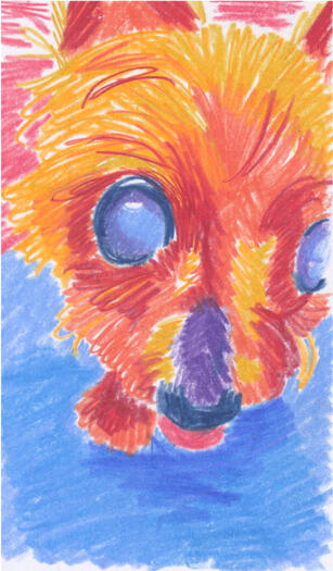 Colored pencil drawing of a yorkie incredibly close to a camera. Only her head is visible.