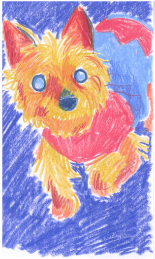 Colored pencil drawing of a yorkie looking up at the camera. She's wearing a little swearing