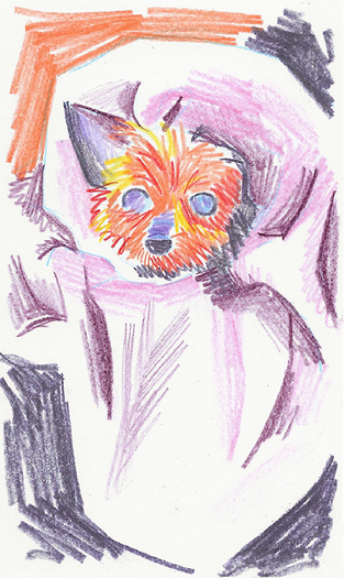 Colored pencil drawing of a yorkie bundled up in a large blanket. Only her head is visible